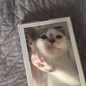 Meet your Posher, Diana